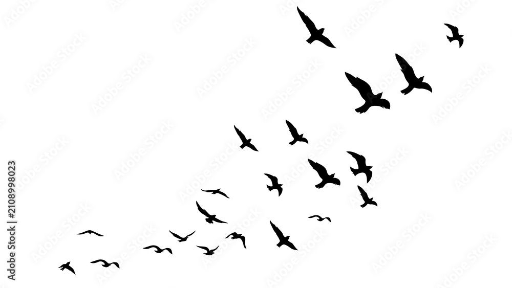Obraz premium Soaring Bird Silhouette Nature Sky Freedom Wildlife Illustration