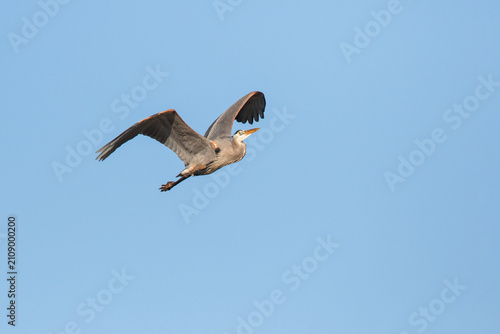 Valokuva 00684-05108 Great Blue Heron (Ardea herodias) in flight, Marion Co