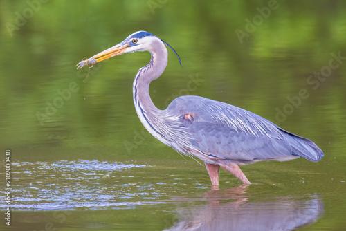 Fotografía 00684-05612 Great Blue Heron (Ardea herodias) hunting crayfish in wetland Marion Co