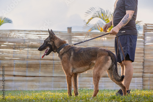Foto belgian shepherd malinois portrait on sunset background