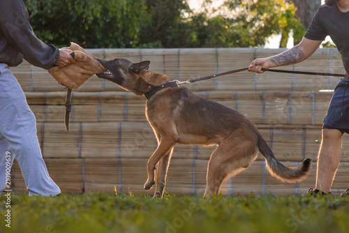 Quadro su tela belgian shepherd malinois portrait on sunset background