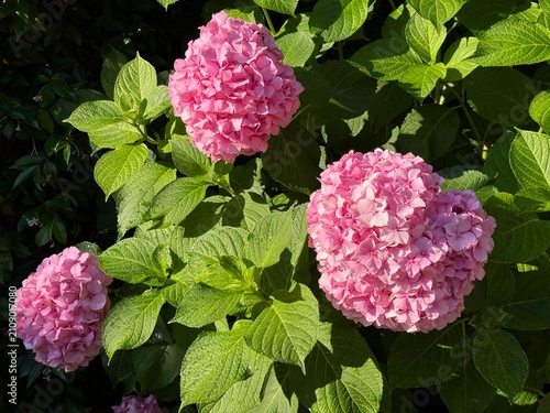 фотографія Hydrangea macrophylla shrub with pink blooms