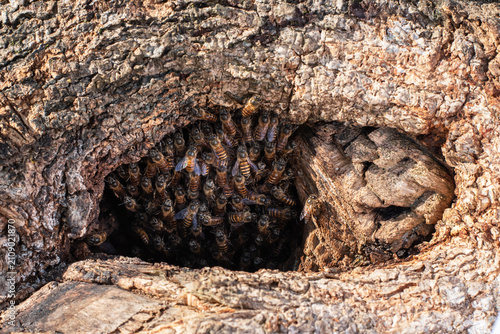Close Up of Honey Bees Gathering Inside Wild Beehive in Tree Trunk, Honey Bee Colony on Natural Wooden Hive Close Up Macro Background, 
