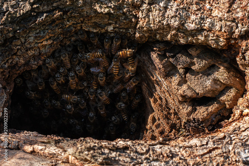Close Up of Honey Bees Gathering Inside Wild Beehive in Tree Trunk, Honey Bee Colony on Natural Wooden Hive Close Up Macro Background, 