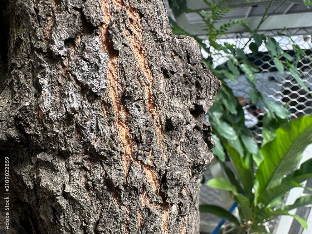 Fototapeta premium Tree bark texture and tropical tree trunk detail