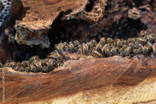 Close Up of Honey Bees Gathering Inside Wild Beehive in Tree Trunk, Honey Bee Colony on Natural Wooden Hive Close Up Macro Background, 