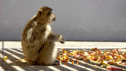Barbary Macaque Exploring the Rocky Landscape of Gibraltar