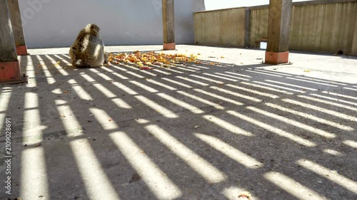 Famous Barbary Macaque Population of Gibraltar