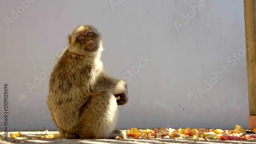 Barbary Macaque Looking Directly at the Camera