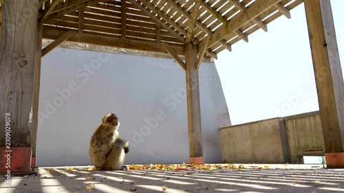 Wild Monkey on the Rock of Gibraltar During Summer