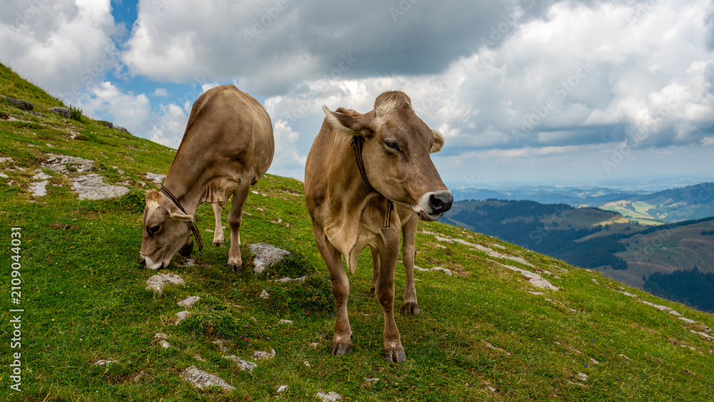 Obraz premium Landschaft im Appenzeller Land