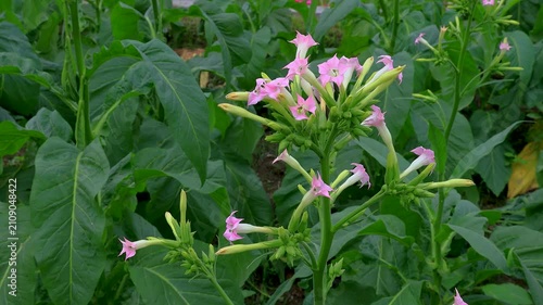 Capture organic beauty with this premium footage of Nicotiana tabacum.Featuring vibrant pink blooms against lush green foliage,4K  real time clip for agriculture,botany,wellness commercial projects.
