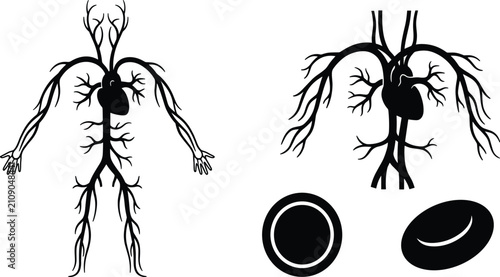 Photos Human circulatory system and heart anatomy black silhouette icon set for medical
