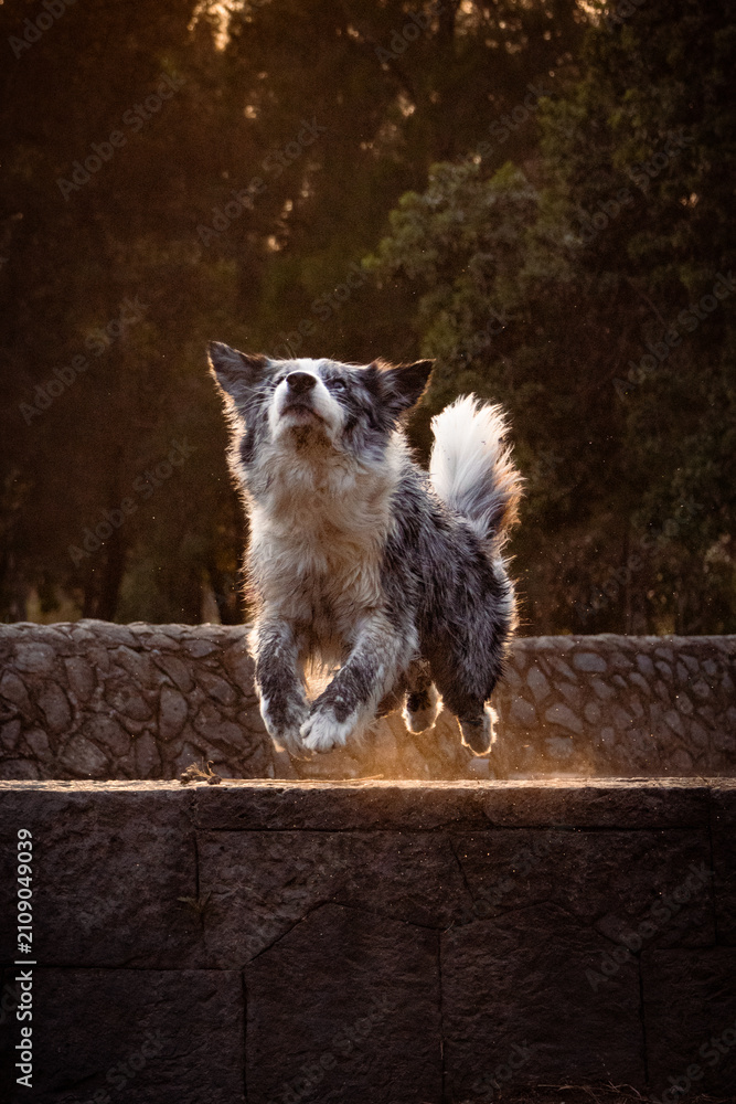 Obraz premium Spotted grey and white border collie jumping mid air about to catch frisbee disc on sunset forest background