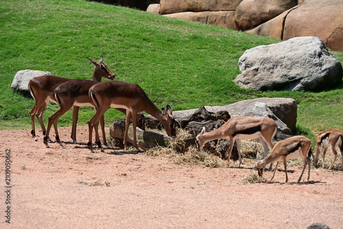 impalas feeding in zoo enclosure, group of impalas feeding in a zoo enclosure. elegant african antelopes grazing in a naturalistic habitat, showcasing wildlife conservation and animal behavior.