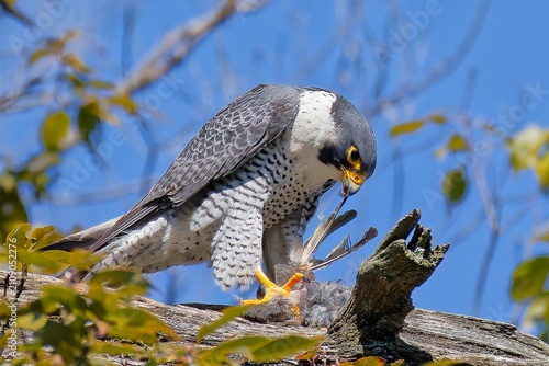 Принти на полотні 鳥の羽根をむしるハヤブサ(Peregrine Falcon)