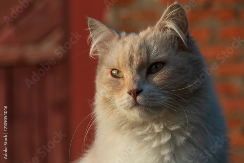 Принти на полотні Portrait of a peach-colored Siberian cat in sunlight in natural conditions, Suzd