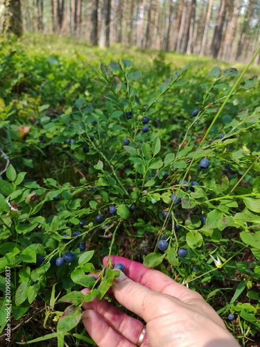 Female hand picking ripe wild blueberries in a pine forest, traditional hand harvesting of fresh seasonal berries.Russia, Luga 