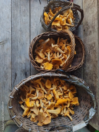 Wicker baskets filled with fresh chanterelle mushrooms gathered in the forest for winter preserves,homemade soup, winter preserves