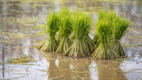 Rice Seedling Bundles in Water