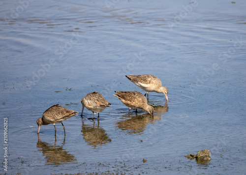 Marbled godwit birds feeding on the seashore in Coronado, California.