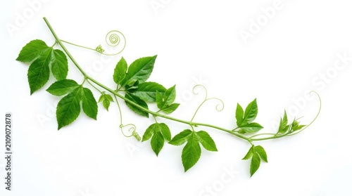 Fresh green passion fruit vine branch with leaves and curly tendrils isolated on white background