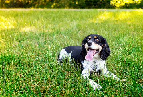 English Cocker Spaniel dog lying sideways in green grass. The dog looks to the side. Training. Park. The photo is horizontal and blurred.