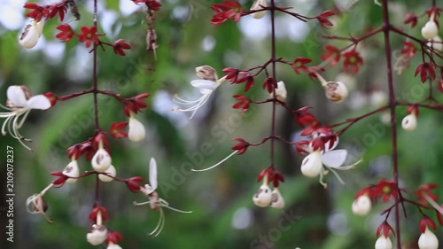White Clerodendrum wallichii tree flowers swaying by the wind in wild forest. Beautiful leaf form, swing stem shape view in eye level shot.Beautiful cinematic 4K botany nature video stock footage.