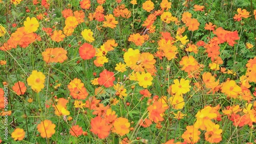 Vibrant orange and golden yellow sulfur cosmos field. High-angle, full-frame floral texture backdrop of blooming wildflowers in a natural meadow. Ideal for commercial, summer, and botanical designs.