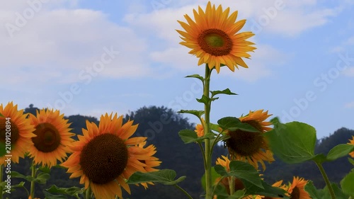 Vibrant yellow sunflower field swaying in the breeze against blue sky clouds. Beautiful summer landscape for nature, floral advertisement, agriculture, and outdoor video concepts.