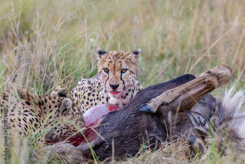 Fotografía Wild cheetah eating fresh prey in Maasai Mara