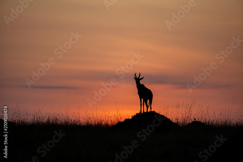 Topi antelope silhouetted at sunrise in Maasai Mara