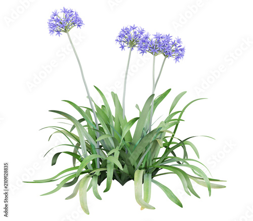 Cuadro en lienzo Agapanthus africanus Isolated PNG, Blue Flowering Perennial Clump, Transparent B