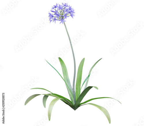 Konstfotografi Agapanthus africanus Isolated PNG, Single Blue Flowering Perennial, Transparent