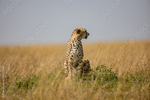 Alert cheetah sitting in Maasai Mara grassland