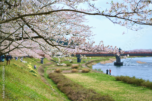 Beautiful cherry blossoms(Select focus) and a bridge over a river in spring in Kakunodate, Akita Prefecture, Japan.