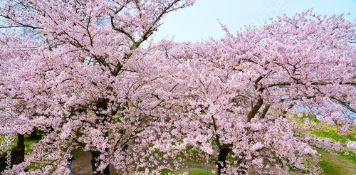 The beauty of cherry blossoms in full bloom, lining the roadside park.