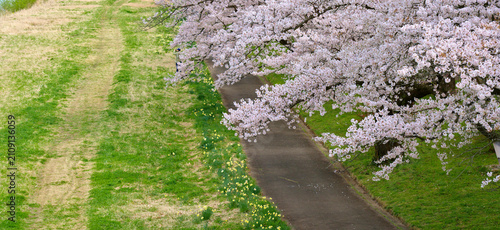 Cherry blossoms are blooming beautifully along the walkways of the park.