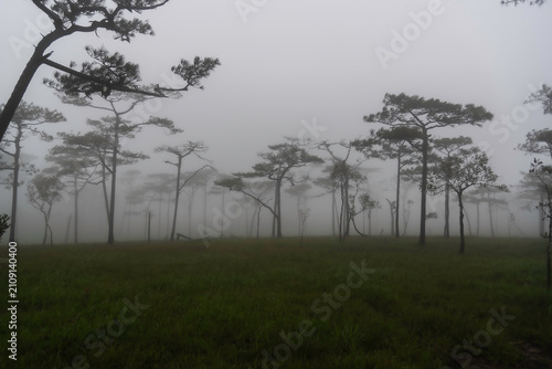 Phu Soi Dao National Park in the rainy season with mist covering the trees and forest has a beautiful and refreshing nature. Located in Thailand