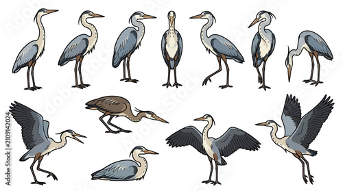 Various Illustrations of Herons in Different Poses.