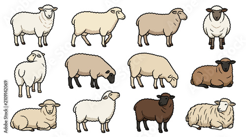 Various Illustrations of Sheep in Different Poses.