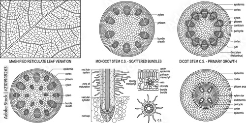 Foto Plant Anatomy Cross Section Diagrams Showing Monocot Dicot Stem Leaf Venation an