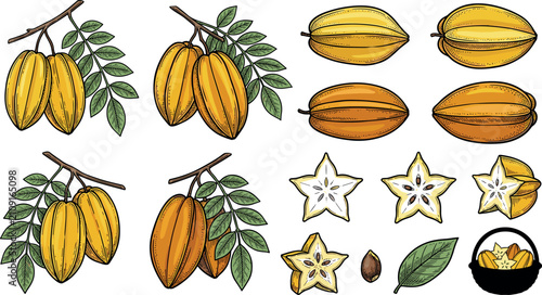 Obraz na płótnie Vintage Carambola Star Fruit Vector Element Set Featuring Whole Branches Slices