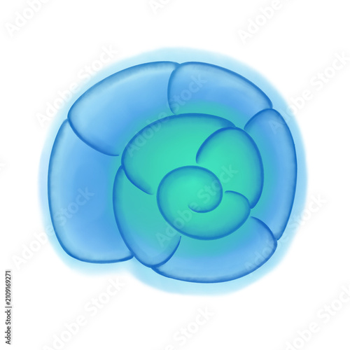 Shell-5