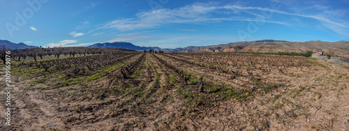 Bild auf Leinwand Countryside agriculture with dormant vineyards and fruit trees