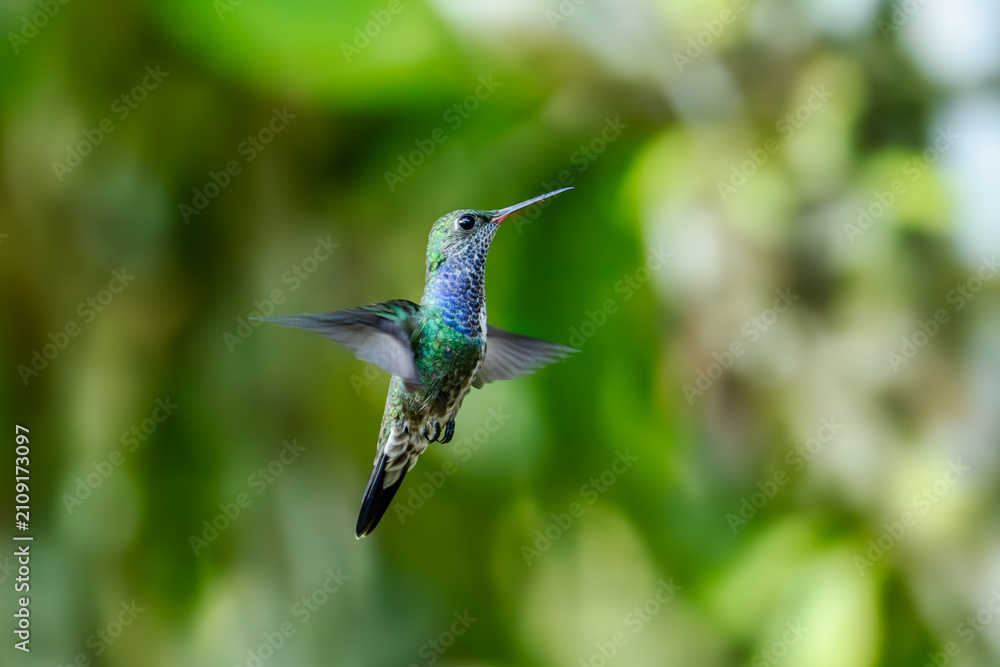 Fototapeta premium Sparkling violetear (Colibri coruscans) Ecuador