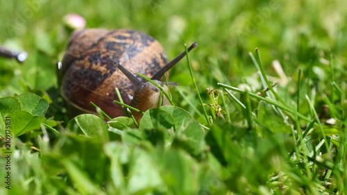 Close-up of a snail in the grass.