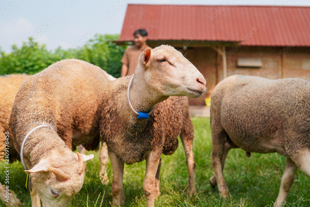Obraz premium Asian Farmer Man Petting Sheep on a Farm