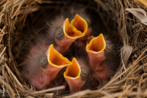 Newly hatched chicks with beaks open wide, awaiting feeding.
