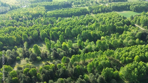 Cuadro en lienzo Green trees in peaceful untouched environment